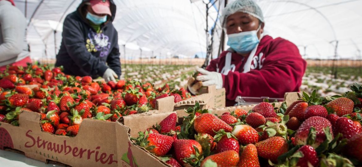 EE.-UU.-inicia-investigacion-antidumping-contra-las-fresas-de-invierno-mexicanas-margen-alegado-18.32