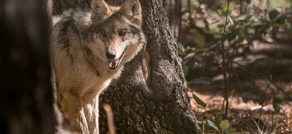 Semarnat-avanza-en-la-reintroduccion-del-lobo-mexicano-en-la-Sierra-Madre-Occidental-de-Durango