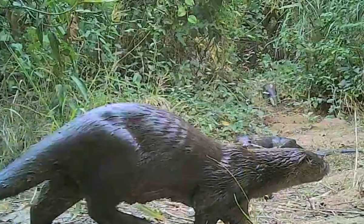 CONANP-documenta-la-presencia-de-la-nutria-Lontra-annectens-en-el-Parque-Nacional-Ricardo-Flores-Magon
