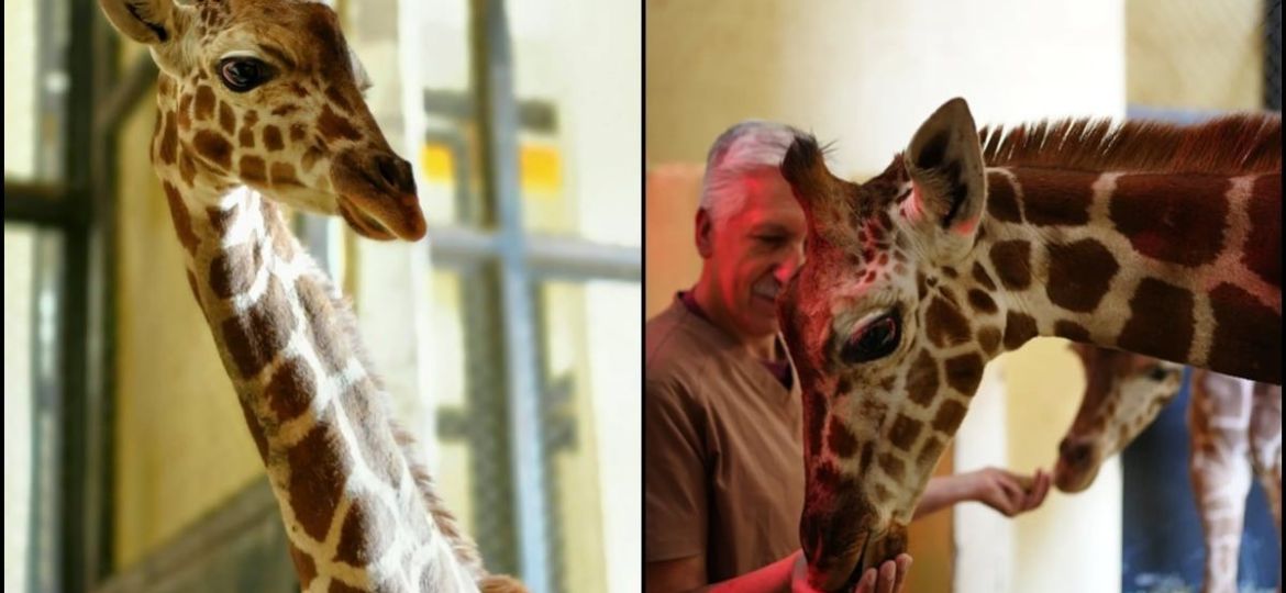 Sedema-abre-convocatoria-para-nombrar-a-la-jirafa-nacida-en-el-Zoologico-de-San-Juan-de-Aragon