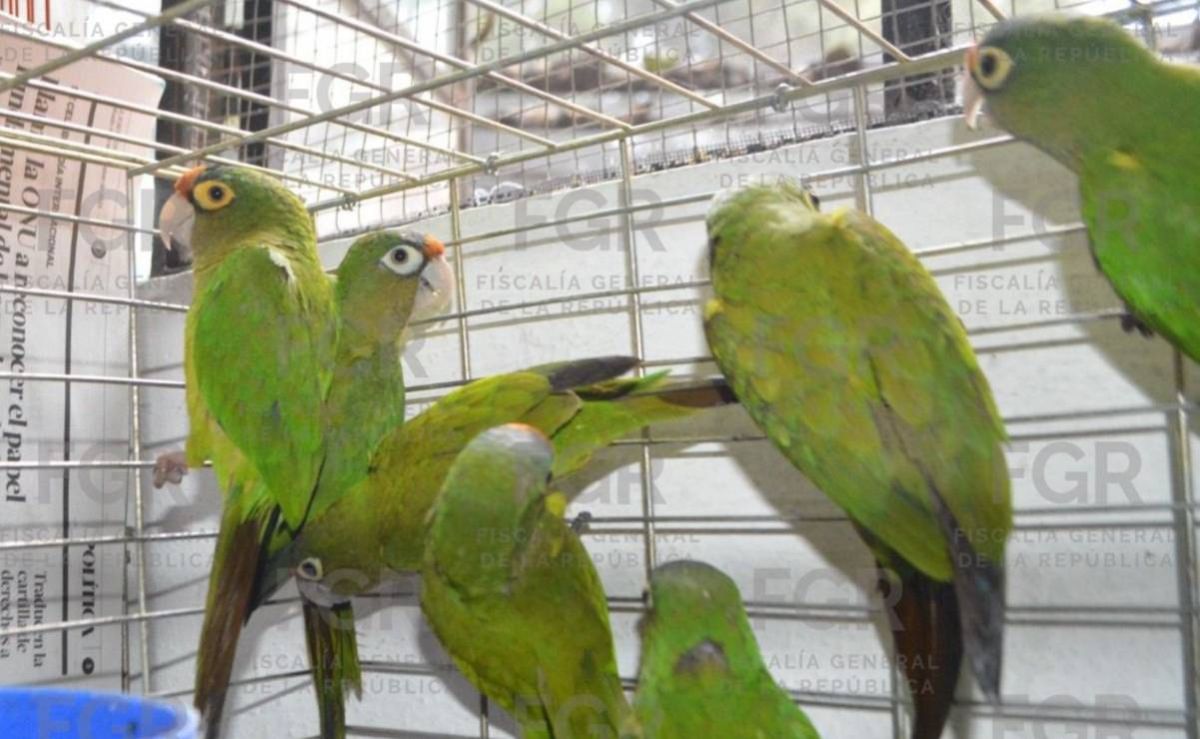 Vinculan-a-proceso-a-pareja-por-posesion-de-107-aves-en-Yecapixtla