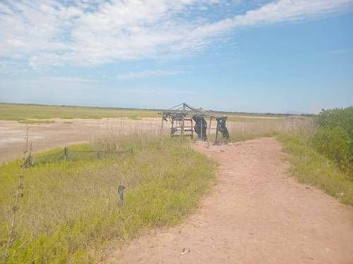Crisis-en-la-camaronicultura-de-Nayarit-granjas-abandonadas-y-denuncias-de-contrabando-1
